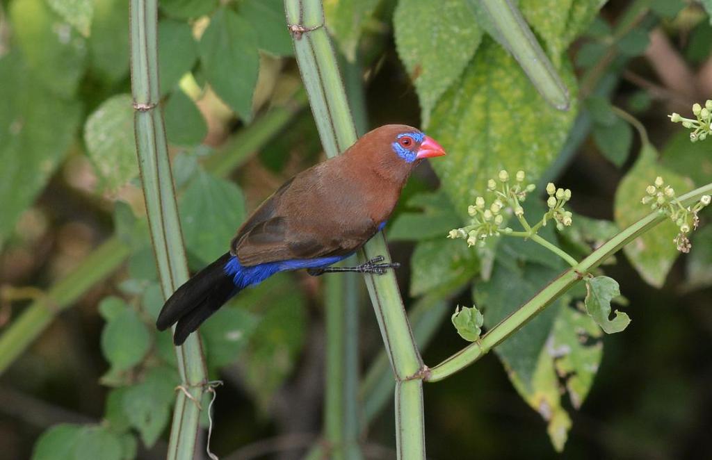 Purple Grenadier. Foto: Lars-Bertil Nilsson 398 Quailfinch Ortygospiza atricollis ugandae/muelleri (Vaktelastrild) 8 Masai Mara 26.