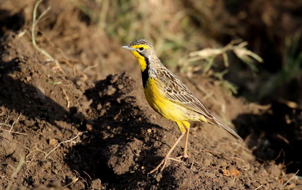 416 White-bellied Canary Crithagra dorsostriata (Vitbukig siska) maculicollis: 1+2 Lake Baringo 18-19.9 och 2 Lake Bogoria 20.9 dorsostriata: 2 Masai Mara 27.