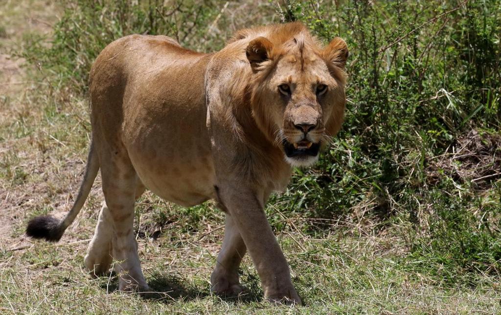 Lejon. Foto: Daniel Bengtsson INLEDNING AviFaunas sjunde resa till Kenya var aviserad med lugnt tempo (en stork).