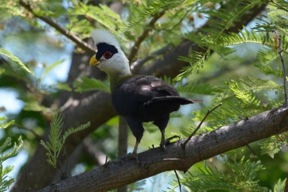 headed Gonolek och avslutar majestätiskt med Whitecrested Turaco. White-crested Turaco. Foto: Lars-Bertil Nilsson Så småningom når vi Kerio View Hotel (2300 m.ö.h.) med fin utsikt ner mot Kerio River.