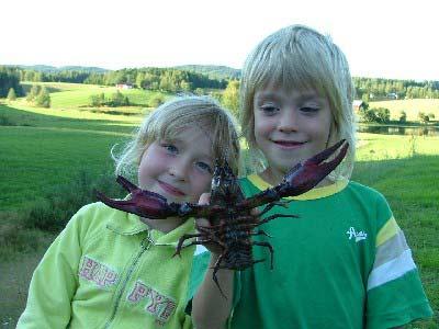 Gäddevattnet och Rösvattnet är att en viss förbättring har skett och att försurningspåverkan vid senaste provtillfället 2002 endast bedömdes som betydlig.