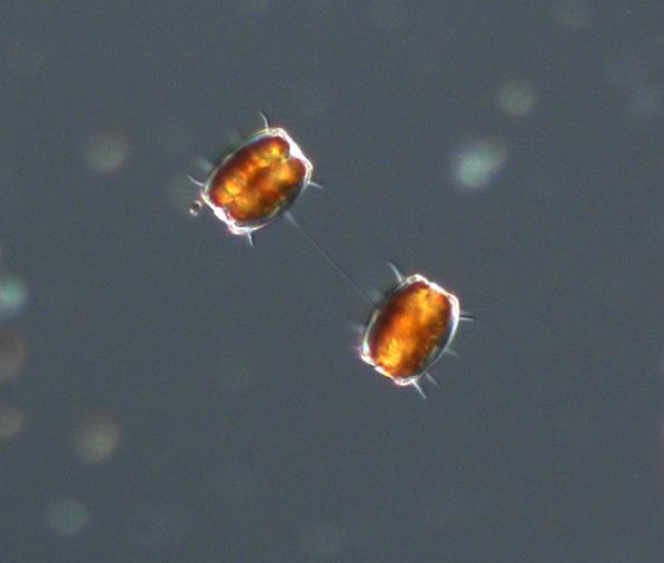 Thalassiosira punctigera was one of