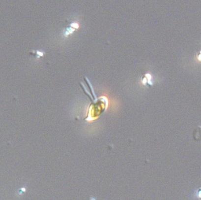 A cryptomonad from the Bornholm Basin.