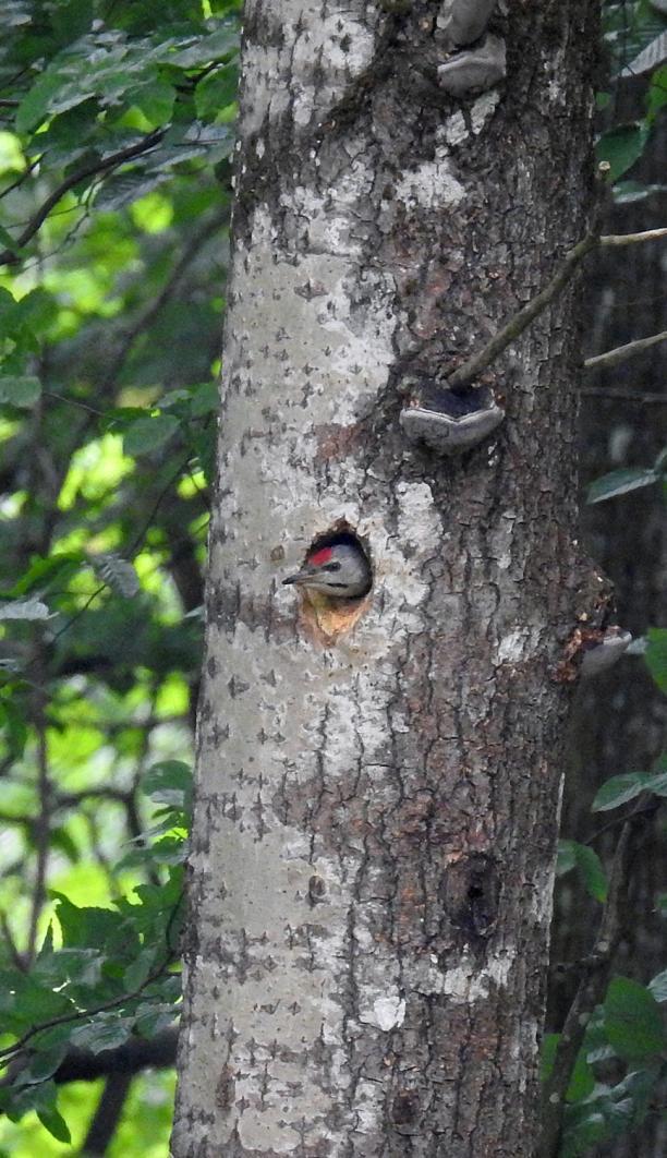 61 Göktyta Jynx torquilla 1 hörd Bialowieza - Palace park 18-20.5 och 1 hörd Bundre 21.5 62 Mindre hackspett Dendrocopos minor 1 Widokowy (River outlook) 17.