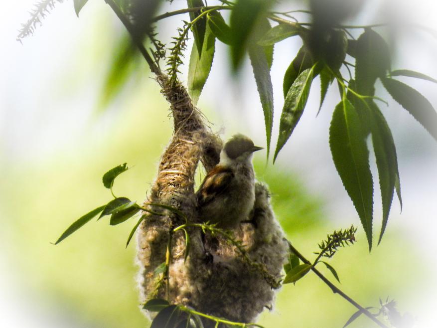 72 Nötskrika Garrulus glandarius 2 Rezerwat Pokazowy Zubrów 19.5, 1 Bundre 21.5, 1 Mscichy 21.5 och 2 längs vägen 22.5. Observerad 8 dagar totalt 73 Skata Pica pica 1 Goniadz 21.5. Observerad 8 dagar totalt 74 Kaja Coloeus monedula Tämligen allmän Goniadz 22.