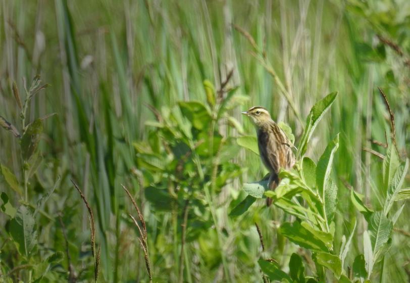90 Gransångare Phylloscopus collybita Tämligen allmän Bialowieza - Palace park 19.5 och Tämligen allmän Siemianowka--Reservoir 20.5. Observerad 8 dagar totalt 91 Grönsångare Phylloscopus sibilatrix Talrik Bialowieski NP 18.