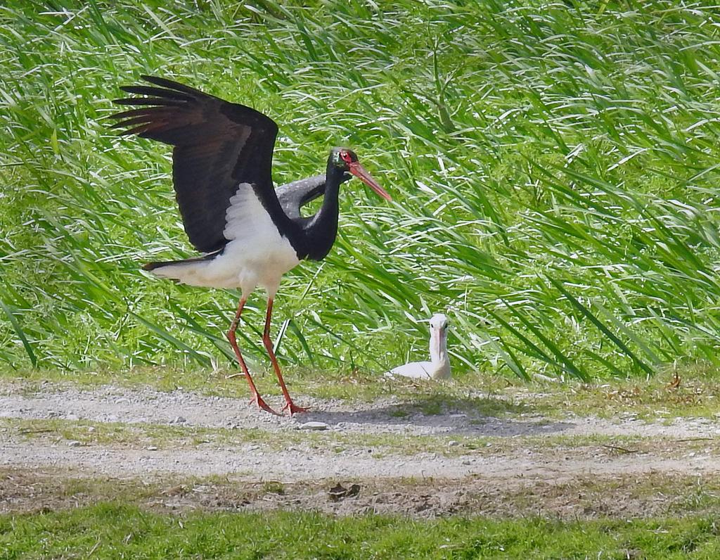 Svart stork landar bredvid en vit stork som ser lite fundersam ut vem som anländer Foto: Gigi Sahlstrand Artlista fåglar Belize 1 Grågås Anser anser 25 Siemianowka--Reservoir 20.
