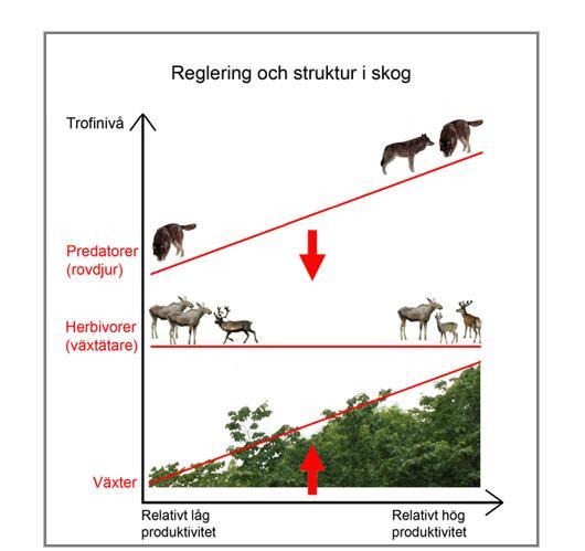 Predation Varför är