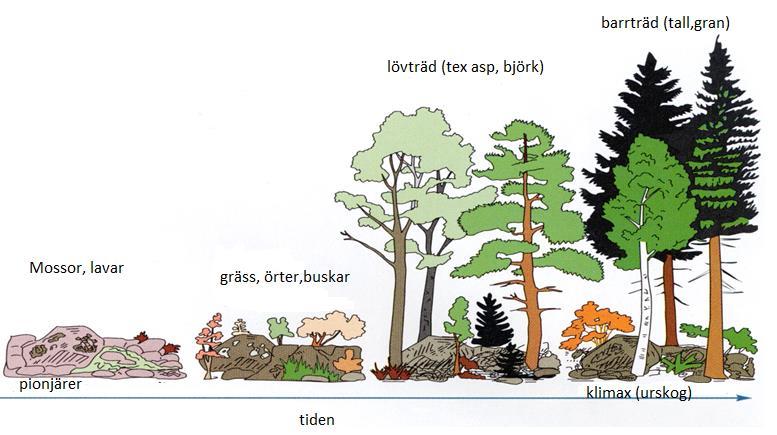 ekologisk succession Ett ekosystem