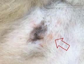 NYHET Efter klinisk respons på ett eliminationstest med hjälper ROYAL CANINs dermatologiska sortiment dig