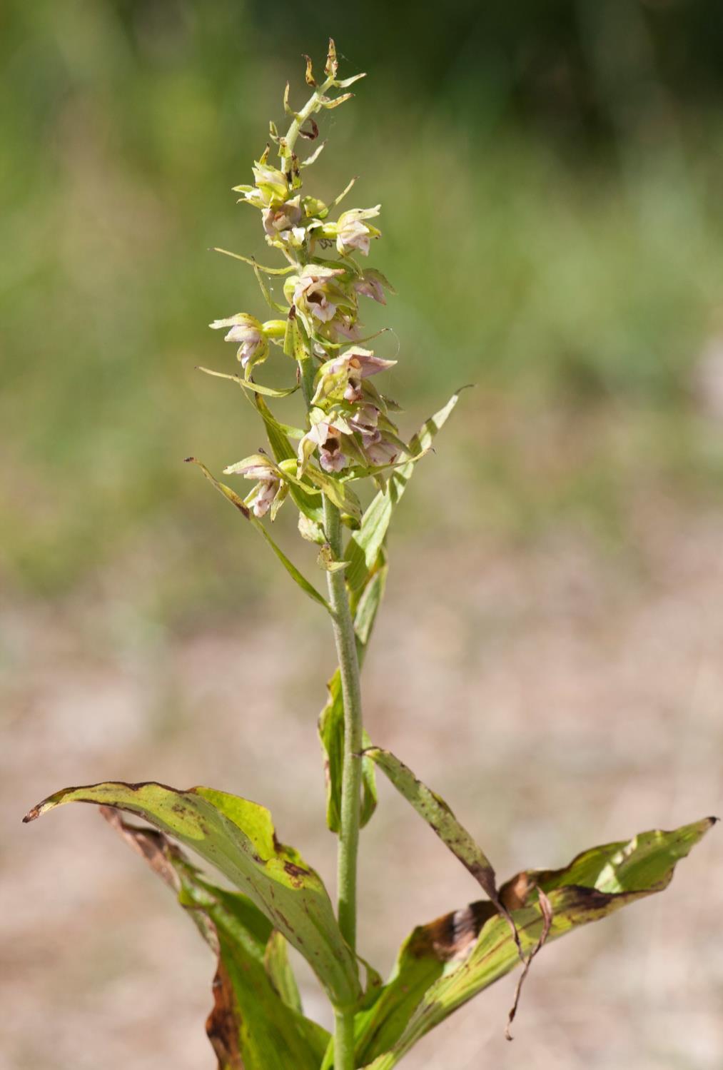 Förväxlas med skogsknipprot Har mer färgade och fler blommar som dessutom är öppna.