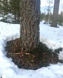 Hur det löste sig förtäljer inte historien men korvgumman såg nog lika frågande ut. Tidigt vårtecken?