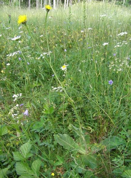 Slåtterfibbla, se bild 13, återfanns på två platser längs berörd sträcka av väg 953 under fältinventeringen.