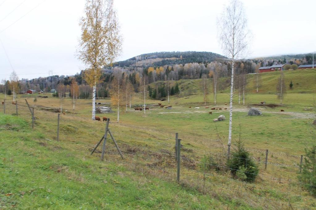 Bild 14. Naturbetesmarker vid byn Ön.
