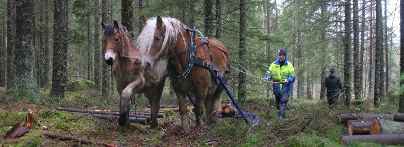 Skogsdag 28 januari hade vi en skogskörningsdag hos Sven-Håkan i Uddebo där vi samlades för att hjälpa varandra att prova olika redskap i skogen samt grilla och fika.