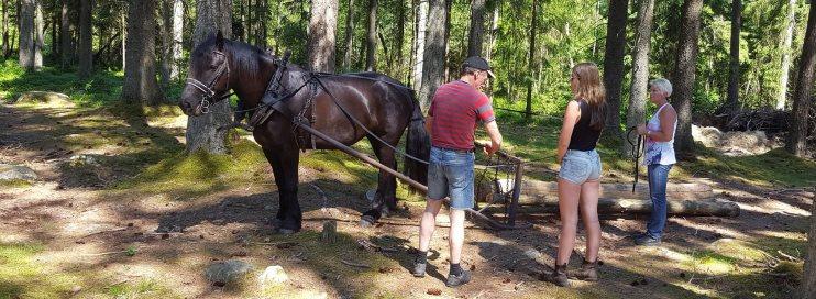 Hingstvisningen i Älvsered Tillsammans med FNH Halland anordnades den 14 april en välbesökt och mycket uppskattad hingstvisningsdag där hingstarna fick ses både vid hand och i olika slags kör- och