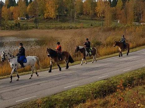 Fölmönstring Årets fölmönstring anordnades åter på Strömma tillsammans med Södra Älvsborgs Hallands Ardennerklubb och Södra Älvsborgs läns hästavelsförening den 29 september.