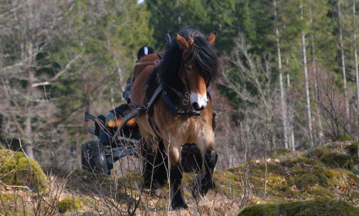 Årets körkurser för Lars-Åke Johansson 27 april 28 april 18 maj 19 maj Nu är körkurstillfällena för 2019 spikade.