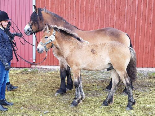Föl- & Unghästmönstringen 2018 1-åriga hingstar Cazzius e. Kavaljer 1998 u.