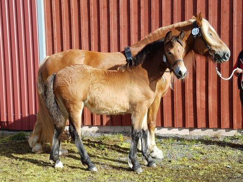 Greta 23400-88887=39 p Hingstföl Zack e. Zoldat 1995 u. Selma 22-13-0059-88888=40 p Deveron.L e.