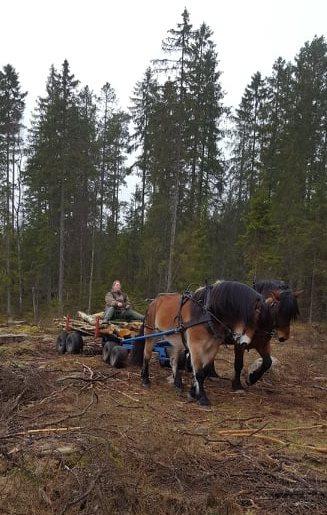 Verksamhetsberättelse för 2018 Föreningen Nordsvenska Hästen Södra Älvsborg Styrelsen för Föreningen Nordsvenska Hästen Södra Älvsborg får härmed avge följande berättelse över föreningens verksamhet