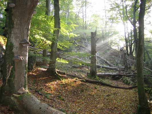 Högstubbar och vedskalbaggar i Söderåsens bokskogar mönster på landskapsnivå och rekommendationer för naturhänsyn i brukad ädellövskog Jörg Brunet,