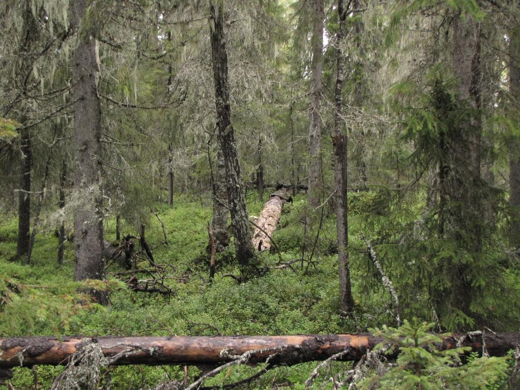 SKÖTSELPLAN Bilaga 4 4 (10) Området söder om Tjärnmyran nedanför Hembergets sluttning är delvis påverkat av äldre handgrävda diken.