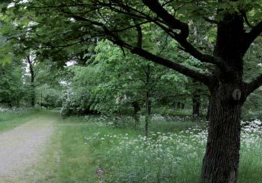 Parkplan för Årsta,