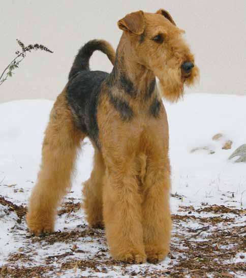 AiredaleTerriern Medlemstidning för AiredaleTerrierGillet Nr 1 2014 Årets utställningsairedaleterrier, C.I.