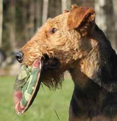 Årets arbetande airedaleterrier Årets Allroundairedale 2013 LPIII Zenit von Erikson Eva Persson, Växjö, 10 p Reglerna för att tävla om titeln årets allroundairedale har reviderats lite jämfört med