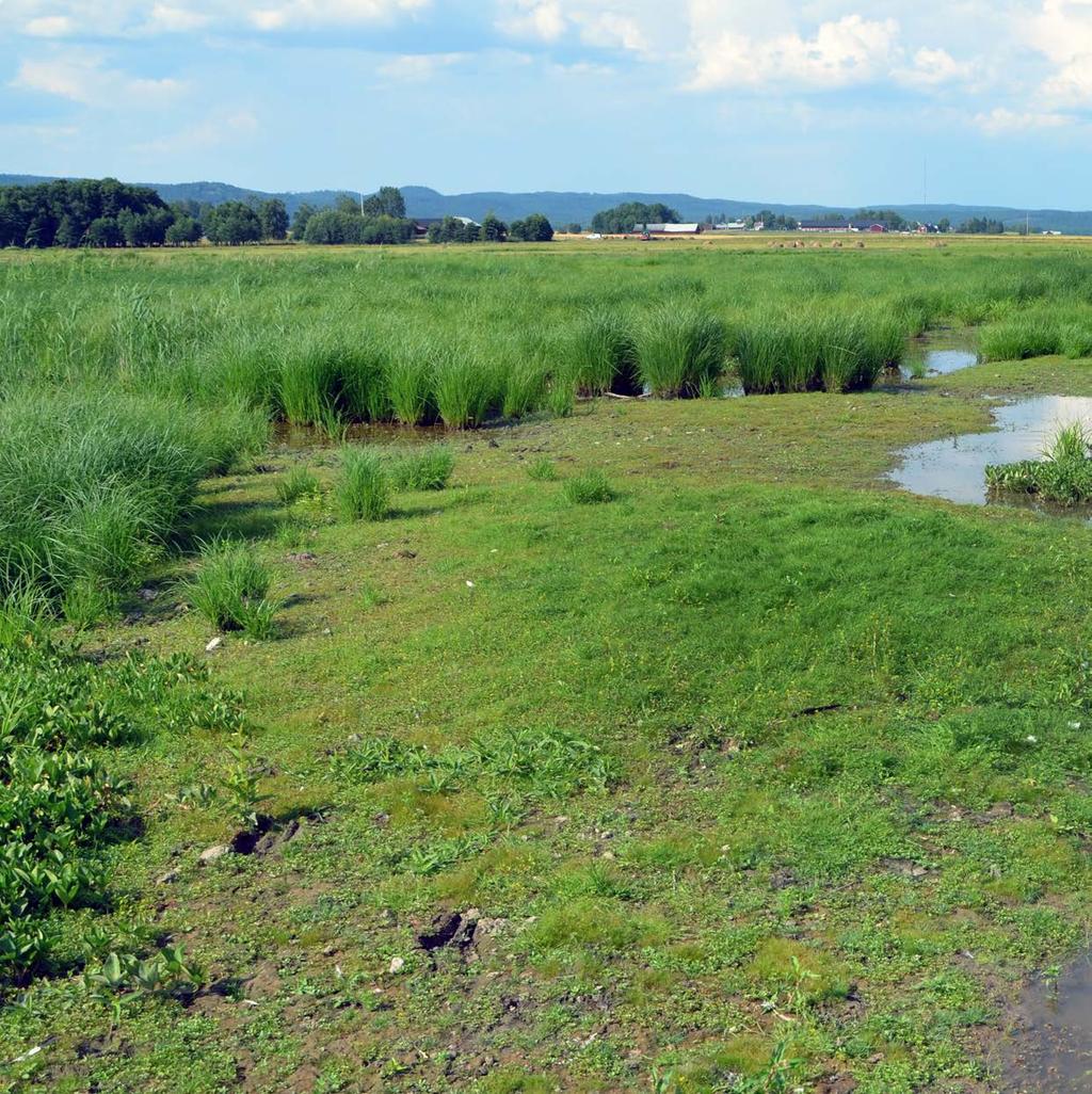 Vad är en våtmark? Precis som namnet våtmark antyder, betecknar det marker där vatten finns nära eller strax under markytan en stor del av året.
