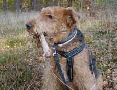 Det finns tre olika discipliner i de svenska brukstävlingarna, som airedaleterrier får delta i; spår, sök och rapport.
