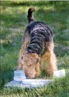 BPH bara för airedaleterrier Sedan flera år har ju airedaleterrierna i sitt RAS (Rasspecifika AvelsStrategier) bl a en målsättning som berör mentalitet.