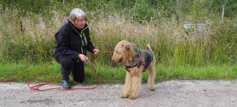 Ewa Jacobsson lydnadsdomare på vårt KM Ewa Jacobsson och hennes SE VCh Lisjös Kalle under Viltspårs-SM för terrier i höstas.