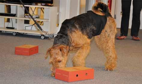 Sixten i sökartagen på vår hundklubb, här bland pizzakartonger. Foto: Ulrika Eggers Inför tävlingar ska hunden ha genomgått doftprov för den klass den ska tävla i, i NW1 för eukalyptus.