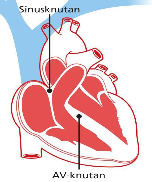 Systemet ska leda impulser till hela hjärtat som då kan dra ihop sig och pumpa blod. Normalt startar denna impuls i sinusknutan för att sedan fortplanta sig via förmaken ner i den s.k. AV-knutan innan den når kamrarna.