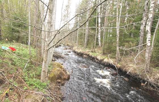 Lokalnamn/ID: VS133 Lokalkoordinater: 6630530-1485095 (startpunkt) Lokallängd: 50 meter Vattennivå: Låg Vattenhastighet: Strömmande Vattendragsbredd (uppskattad): 3 meter Vattendjup: ca 1 meter
