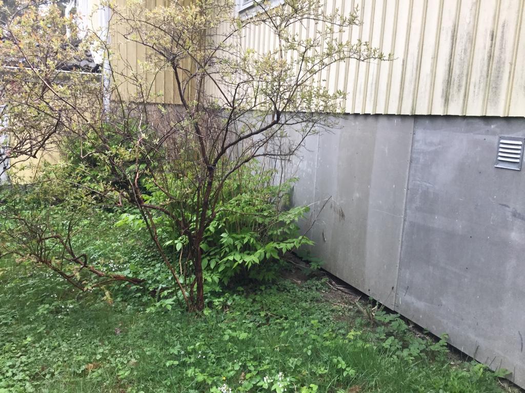 Fasad Växter/rabatter intill grundmur/fasad. Av erfarenhet vet man att problem kan uppstå i dagvattenledningar, grundmur, fasad samt dräneringssystem då växtlighet finns intill byggnaden.