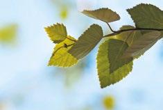 Avloppssystem för fritidshus Hanteringssystemet för gråvatten väljs alltid på basis av hur mycket hushålls- och tvättvatten stugan producerar; finns det vattenledning, dusch, tvättmaskin eller endast