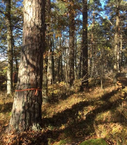 Bilaga 2 Objektförteckning NVI Naturvärdesobjekt nr 1 Naturvärdesklass Naturtyp Biotop Biotopvärde Artvärde 2 Högt naturvärde Skog och träd Tallskog Påtagligt Påtagligt Motivering naturvärdesklass