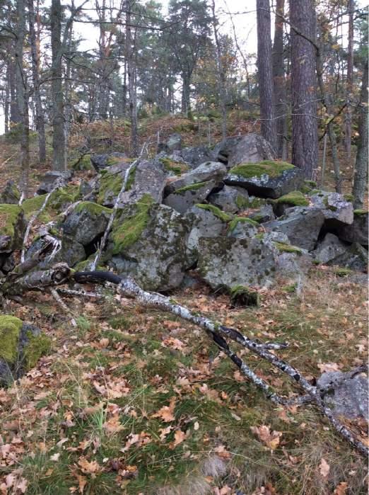 Naturvärdesobjekt nr 2 Naturvärdesklass Naturtyp Biotop Biotopvärde Artvärde 3 Visst naturvärde Äng och betesmark Motivering naturvärdesklass Viktig miljö för insekter med blommande buskar och örter.