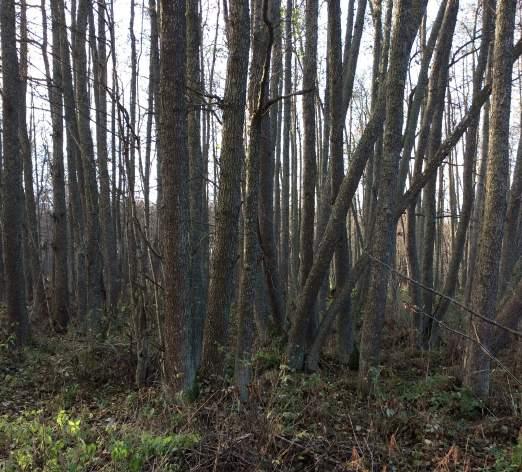 Naturvärdesobjekt nr 5 Naturvärdesklass Naturtyp Biotop Biotopvärde Artvärde 3 Påtagligt naturvärde Skog och träd Lövsumpskog Påtagligt Obetydligt Motivering naturvärdesklass Artvärdet bedöms