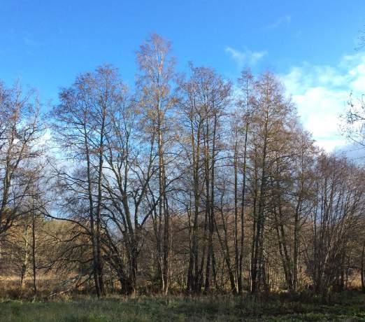 Naturvärdesobjekt nr 6