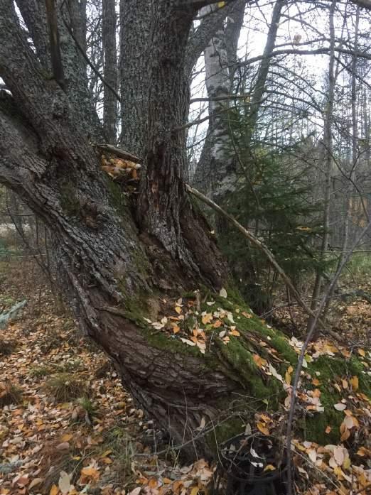 Biotopvärde Artvärde 2 Påtagligt