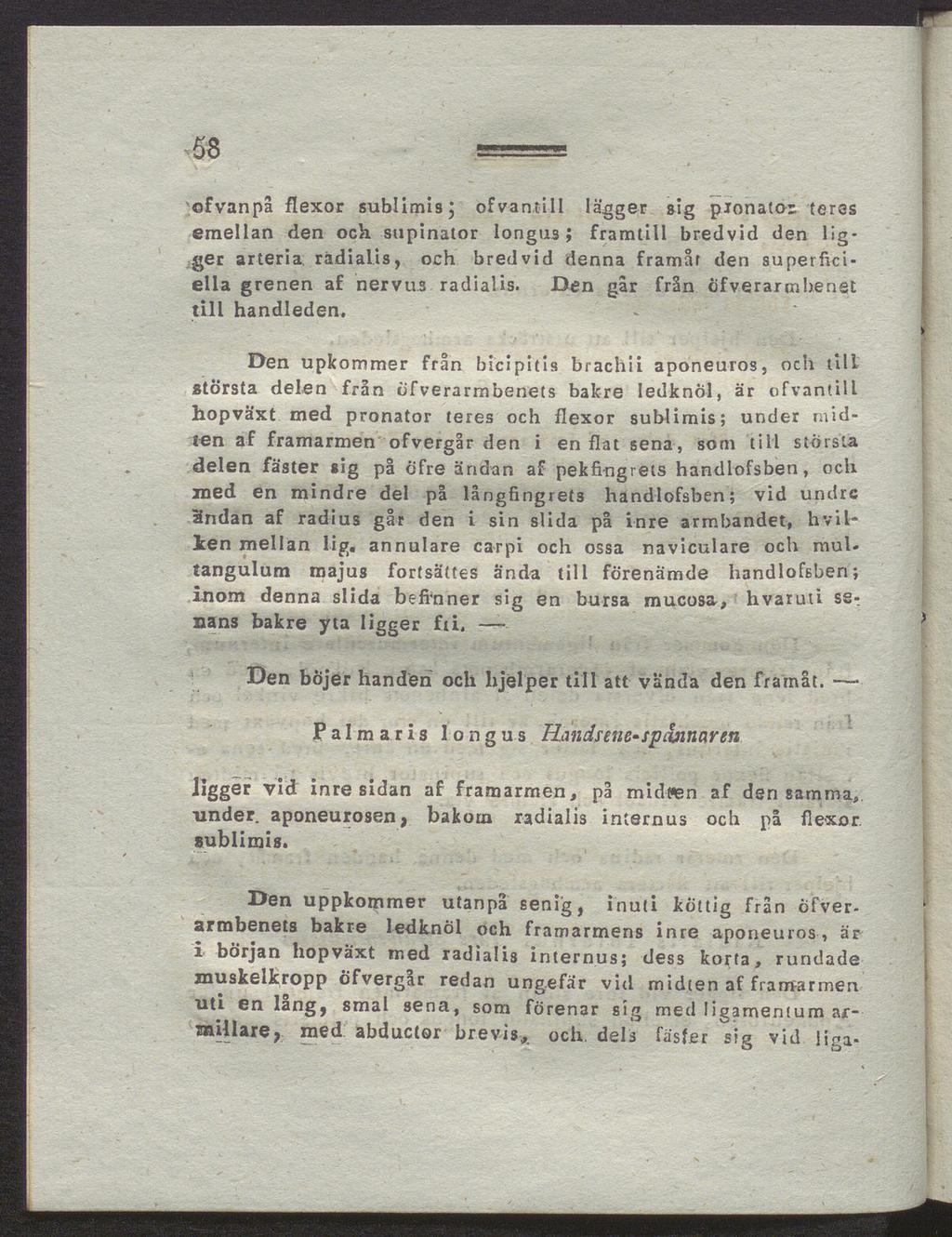 58 ofvanpå flexor sublimis; ofvantill lägger sig pjonator terss emellan den ock supinator longus; framtill bredvid den lig ger arteria radialis, och bredvid denna framår den superficiella grenen af
