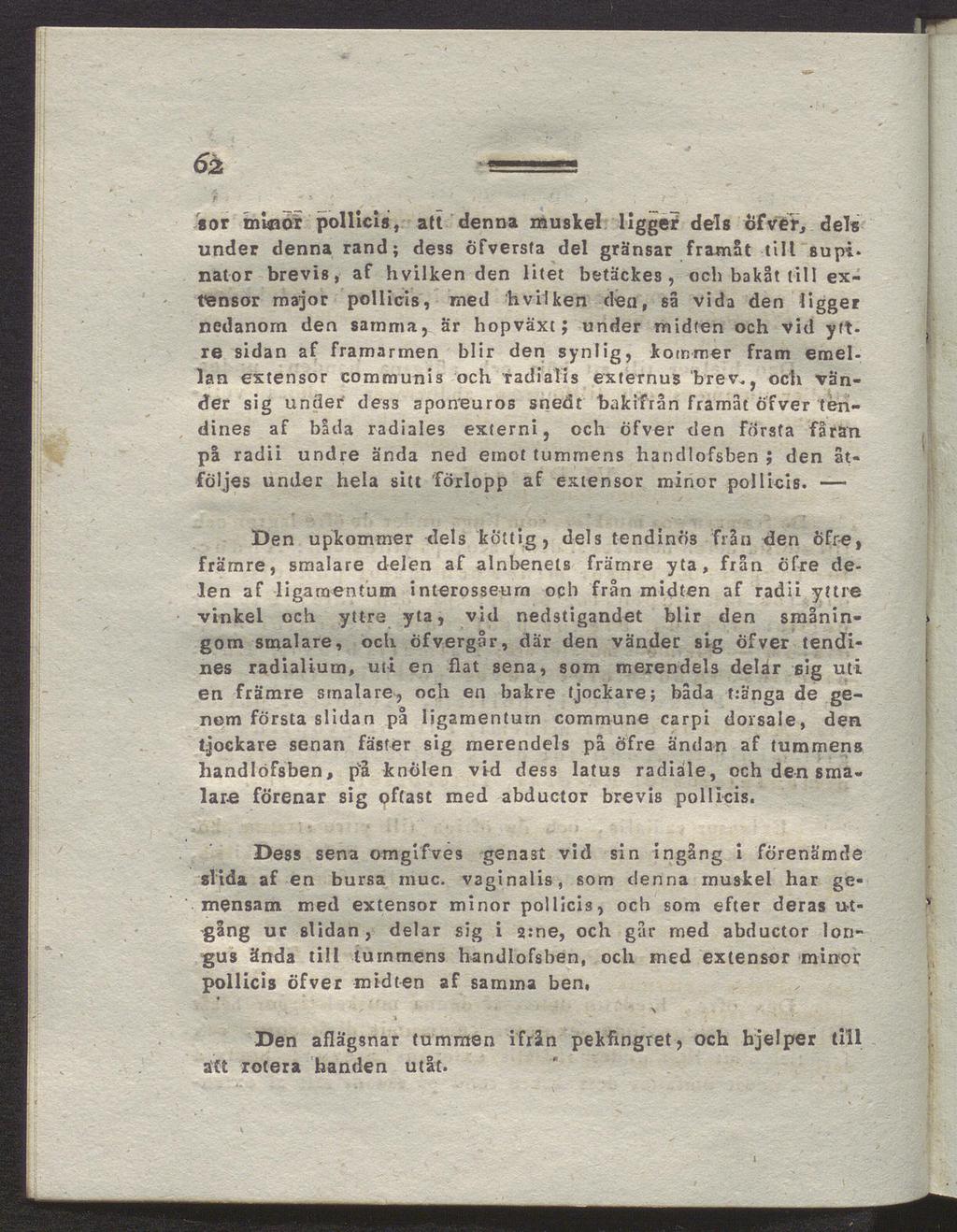 6b sor minor pollicis, att denna muskel ligger dels öfver, dels under denna rand; dess öfversta del gränsar framåt till supinator brevis, af hvilken den litet betäckes, och bakåt till exfensor major