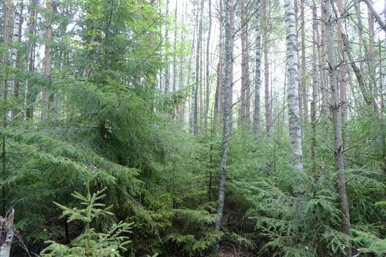 Foto från delområdets uppslag av ung barrvegetation i syd-ost.