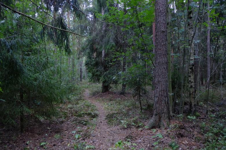 5.3 Delområde C Delområdet utgörs av skog som genomkorsas av flera stigar.