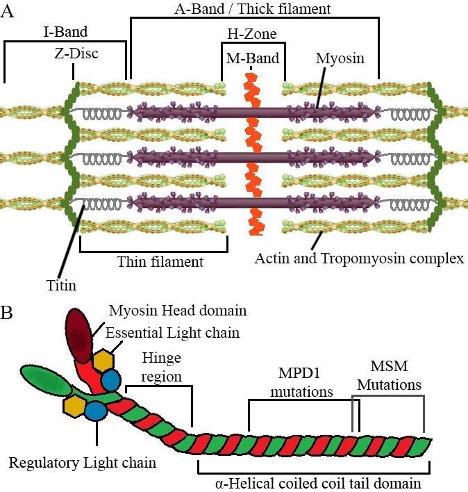 Martin Dahl Halvarsson (MYH3 and MYH8) and are found primarily during foetal development and early childhood (11).