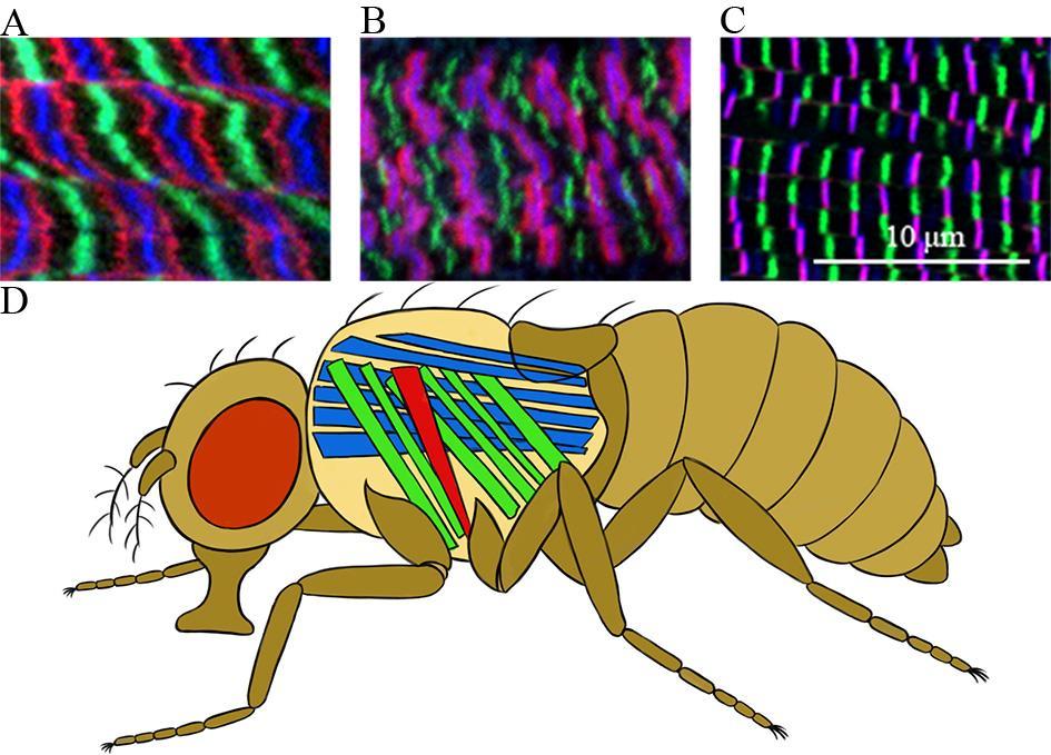 Martin Dahl Halvarsson of Mhc, all muscles will be affected no matter which isoform they express.